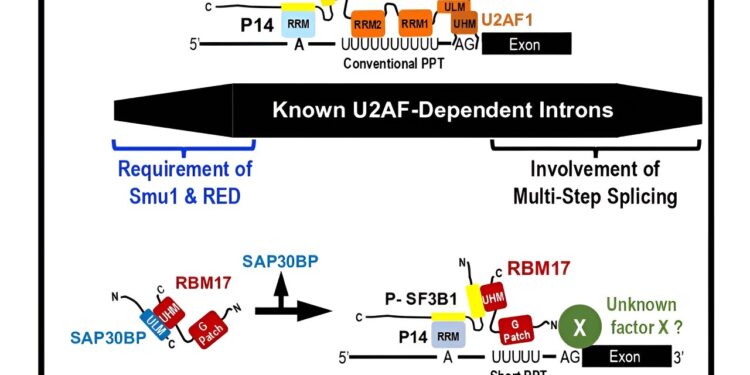 Discovery of a subset of short human introns separated by a new mechanism