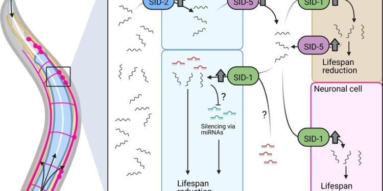 Discovery of an important molecular pathway for the control of aging