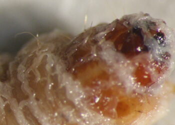 Discovery of new species of nematodes that could protect crops without pesticides