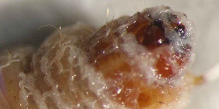 Discovery of new species of nematodes that could protect crops without pesticides