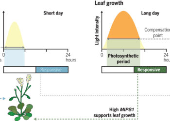 Distinct molecular pathways control plant growth and flowering