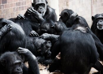 Do monkeys have humor?  Study shows great apes playfully tease each other