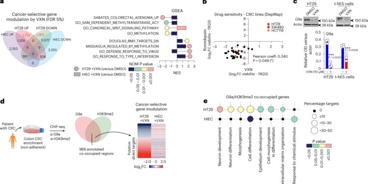 Drug used for cocaine addiction could pave the way for new treatment for advanced colon cancer