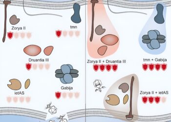 ‘Dynamic duo’ defenses in bacteria ward off viral threats