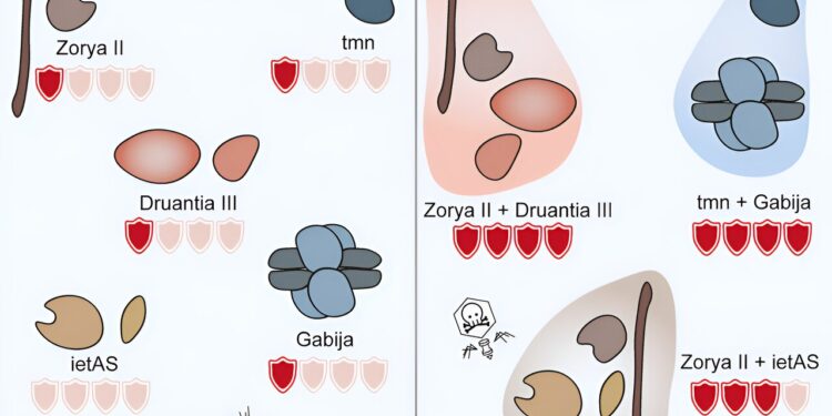 ‘Dynamic duo’ defenses in bacteria ward off viral threats