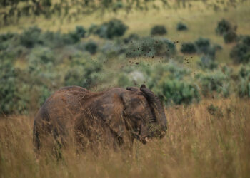 Ecosystem properties shaping wild megafauna