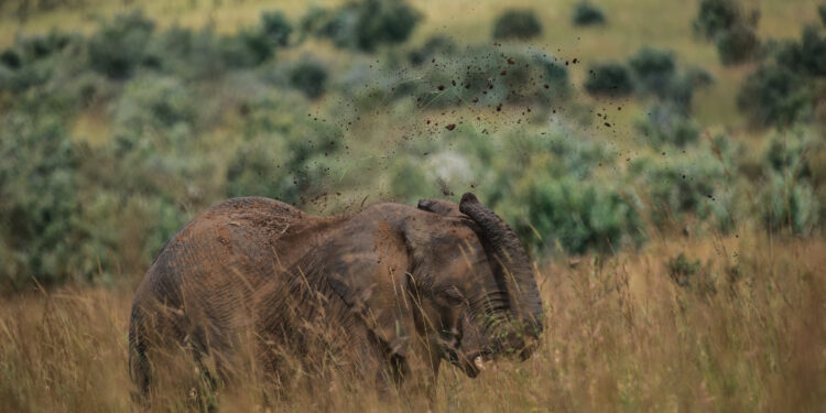 Ecosystem properties shaping wild megafauna
