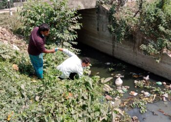 Environmental monitoring offers an inexpensive tool for typhoid fever surveillance