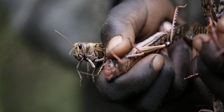 Erratic weather fueled by climate change will worsen locust outbreaks, study finds
