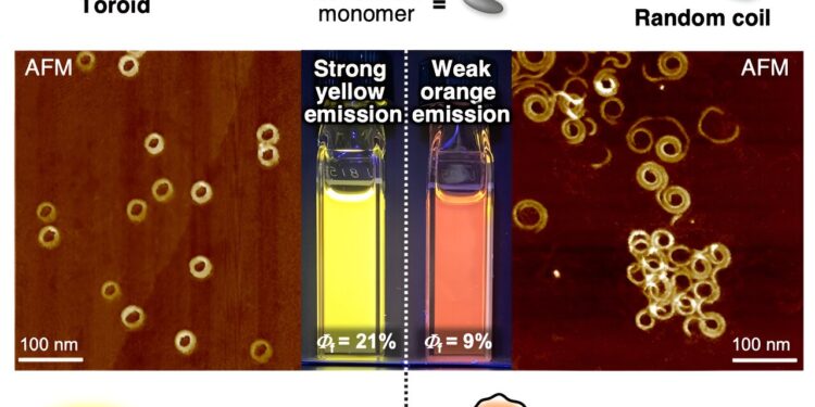 Exploring the effect of ring closure on the fluorescence of supramolecular polymers