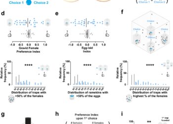 Female mosquitoes were found to regulate their own population density at breeding sites using community cues