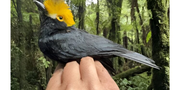 First known photos of a ‘lost bird’ taken by scientists