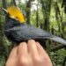 First known photos of a ‘lost bird’ taken by scientists
