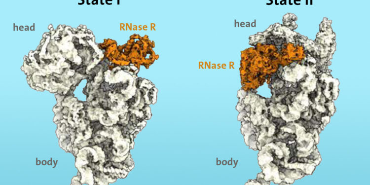 First molecular insights into the degradation of the 30S ribosomal subunit
