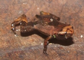 Flea Toad May Be World’s Smallest Vertebrate