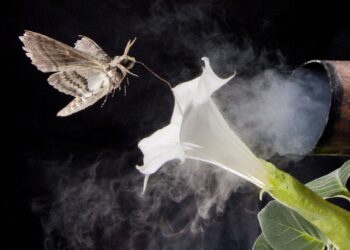 Foul-smelling vapors cause problems for pollinators