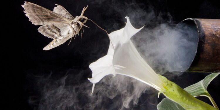 Foul-smelling vapors cause problems for pollinators