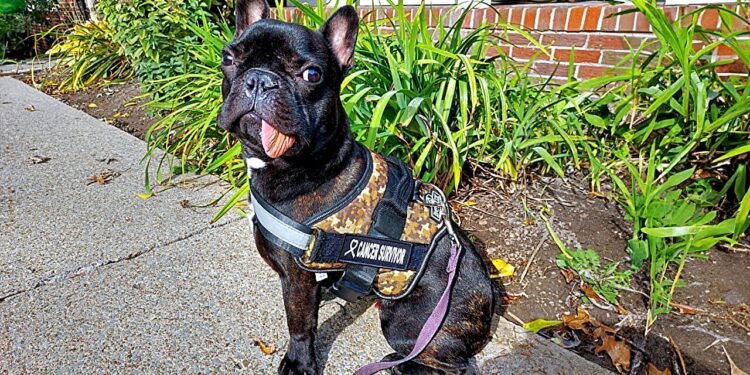 French Bulldog Puppy Spontaneously Pushes His Jaw Back