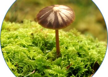 Friend or enemy?  Researchers explore ancient partnership between moss and fungi