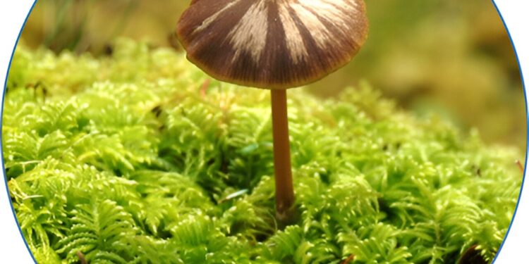 Friend or enemy?  Researchers explore ancient partnership between moss and fungi
