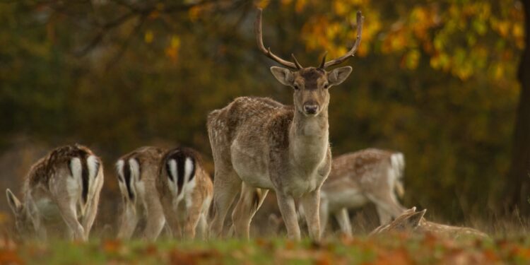 Genetic analysis and archaeological knowledge combine to reveal the ancient origins of the deer