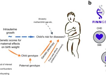 Genetic study clarifies link between birth weight and adult morbidity