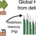Global deforestation leads to more mercury pollution, study finds