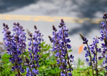 Habitats along roadsides and power lines can be essential for conserving rare plants