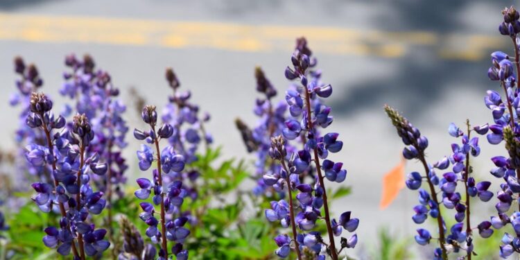 Habitats along roadsides and power lines can be essential for conserving rare plants