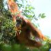 How food availability could catalyze cultural transmission in wild orangutans