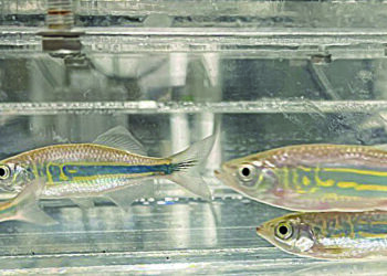 How group behavior reduces fish energy costs