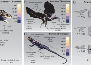 How large fossil sites shape our understanding of evolutionary relationships between fossil groups