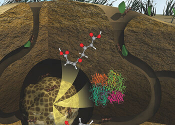 How leafcutter ants cultivate a fungal garden to degrade plants could provide insight into future biofuels