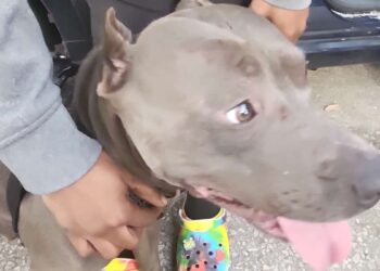 (IN PICTURES) A dog is savagely whipped in broad daylight in front of a public, its master arrested