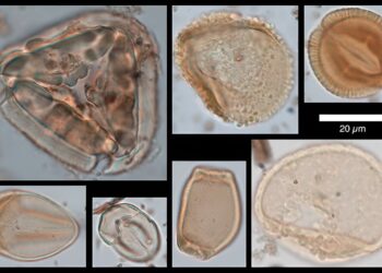 Ice ages weren’t as dry as we thought, surprising new study of Australian caves finds