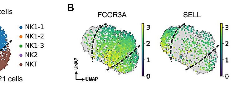 Immune cells lose their ‘killer instinct’ in cancer tumors, but their functionality can be reawakened