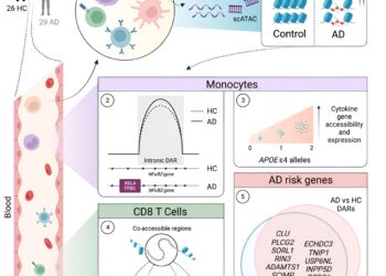 Immune genes are altered in the blood of Alzheimer’s patients