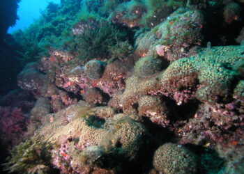 Industrial pollutants discovered for the first time in Mediterranean corals