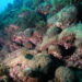 Industrial pollutants discovered for the first time in Mediterranean corals