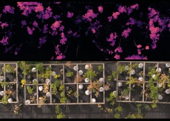 Innovative detection system allows researchers to differentiate between oak wilt and drought