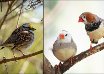 Junk DNA in birds could be key to safe and effective gene therapy