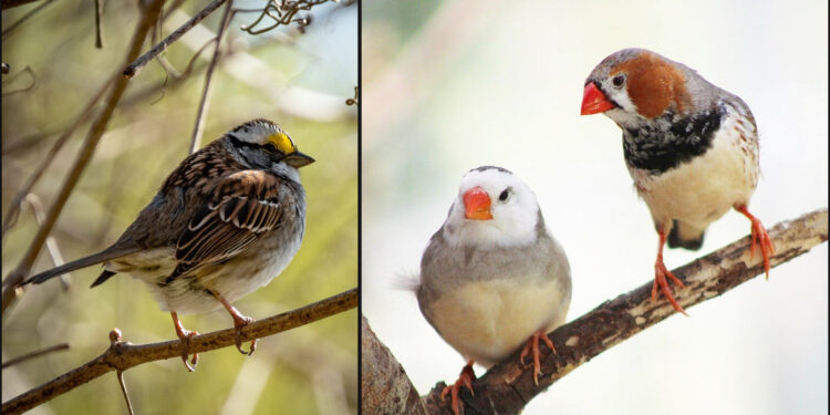 Junk DNA in birds could be key to safe and effective gene therapy