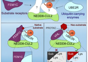 Learning how cells get rid of unwanted materials is key to potential new therapies, scientists say