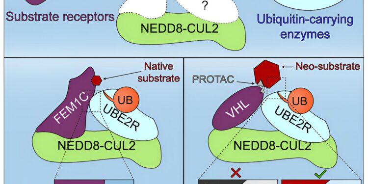 Learning how cells get rid of unwanted materials is key to potential new therapies, scientists say