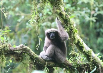 Love songs lead scientists to new populations of Skywalker gibbons discovered in Myanmar