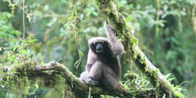 Love songs lead scientists to new populations of Skywalker gibbons discovered in Myanmar