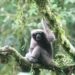 Love songs lead scientists to new populations of Skywalker gibbons discovered in Myanmar