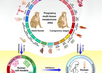 Mapping changes in metabolic pathways during pregnancy