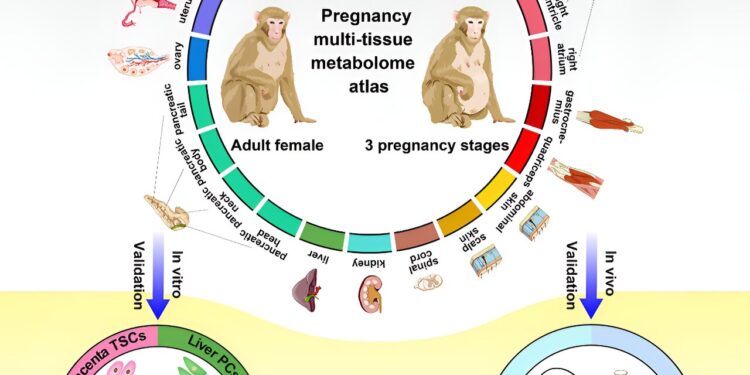 Mapping changes in metabolic pathways during pregnancy