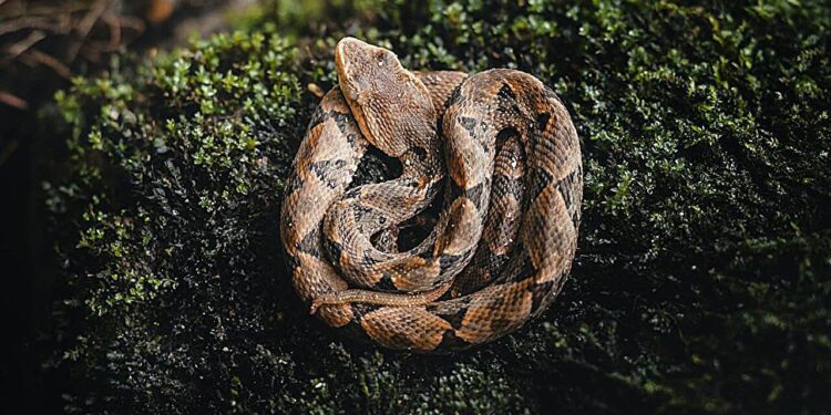 Mathematical model reveals how a viper is able to find its dinner in the middle of the night